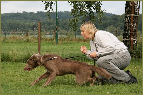 Langhaar Weimaraner