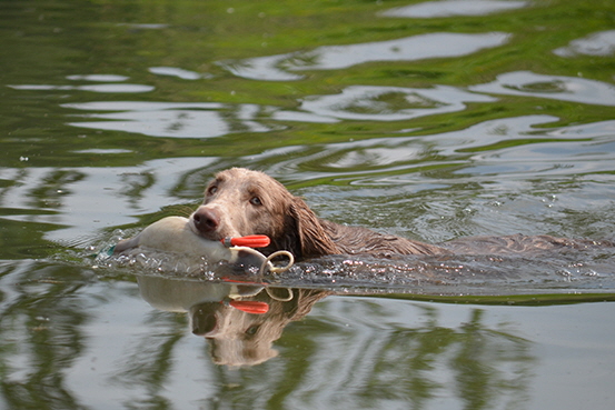 Langhaar Weimaraner