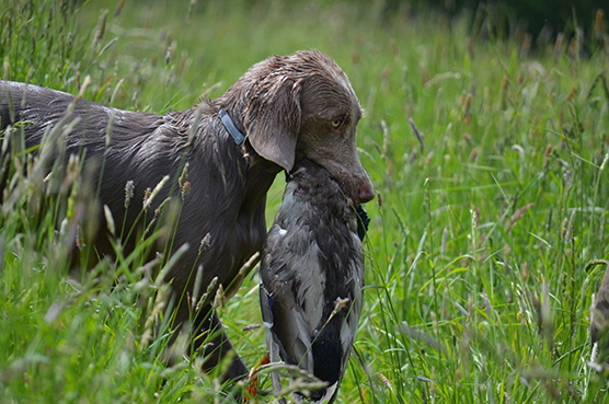 Langhaar Weimaraner