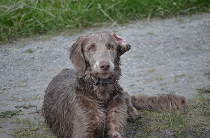 Langhaar Weimaraner
