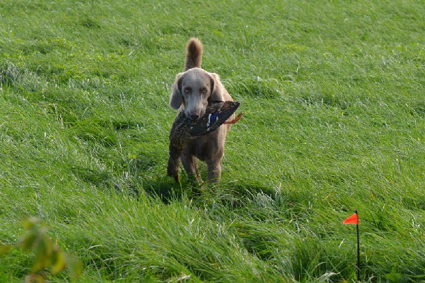 Langhaar Weimaraner