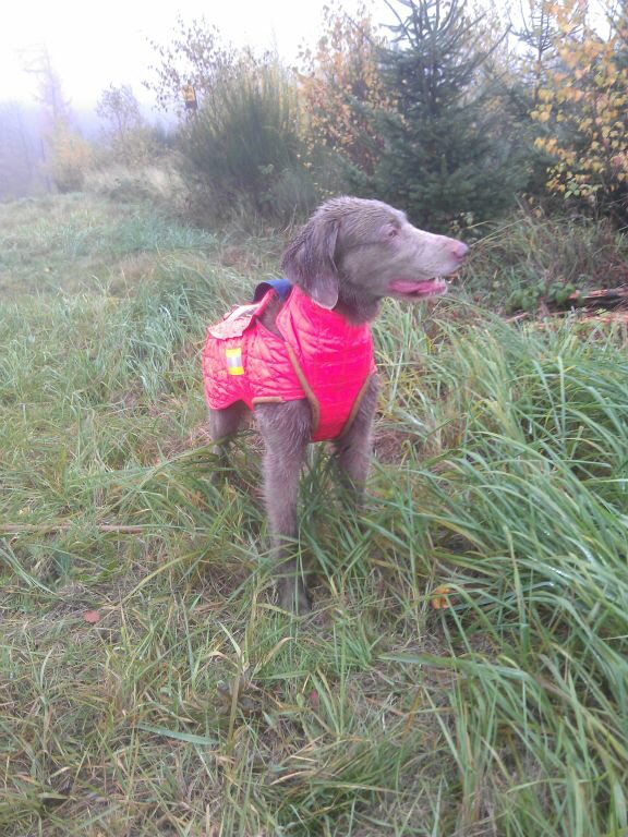 Langhaar Weimaraner