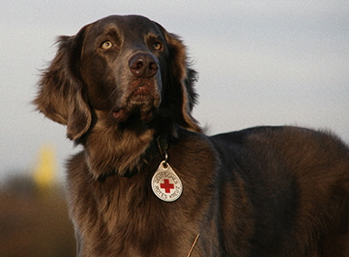 Langhaar Weimaraner
