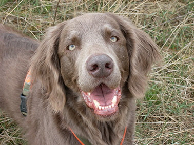 Langhaar Weimaraner