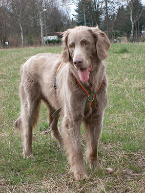Langhaar Weimaraner