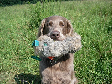 Langhaar Weimaraner