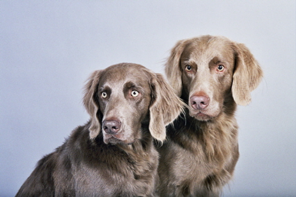 Langhaar Weimaraner
