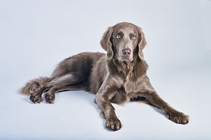 Langhaar Weimaraner
