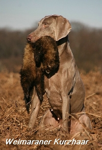 Kurzhaar Weimaraner